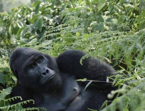 Great Apes National Geographic Expedition